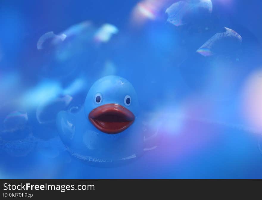 Blue, Water, Underwater, Marine Biology