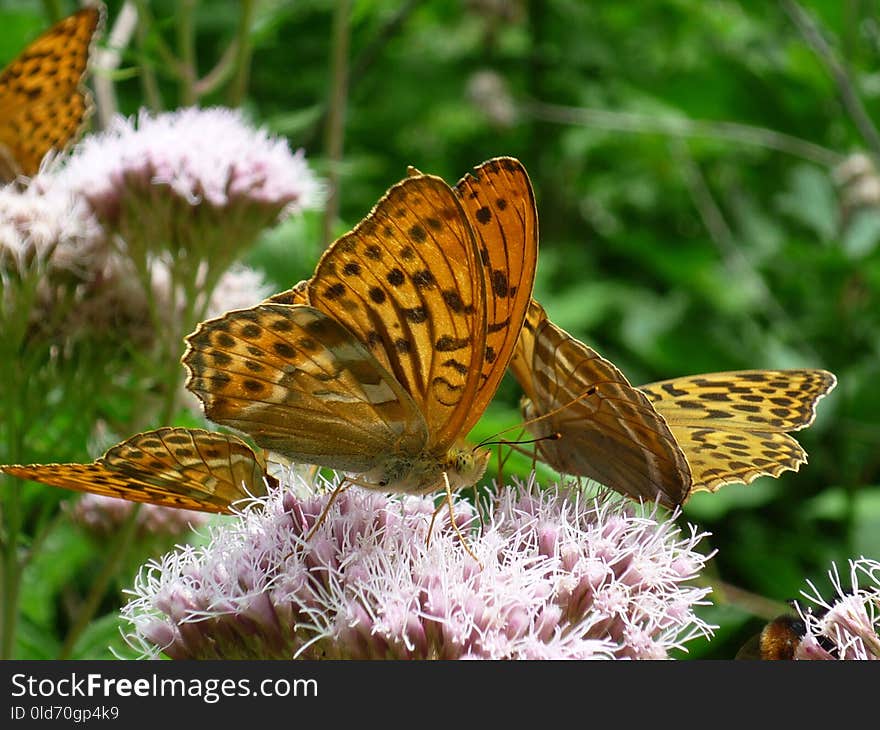 Butterfly, Moths And Butterflies, Insect, Brush Footed Butterfly