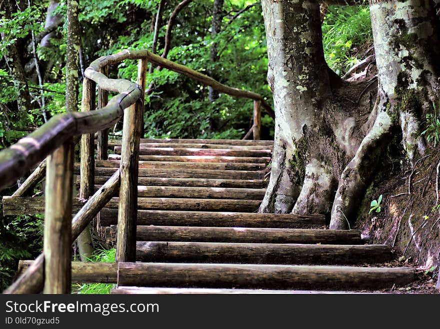 Nature, Tree, Plant, Path