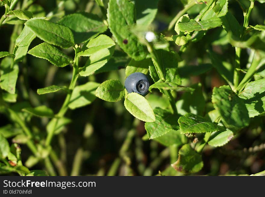 Plant, Leaf, Bilberry, Flora