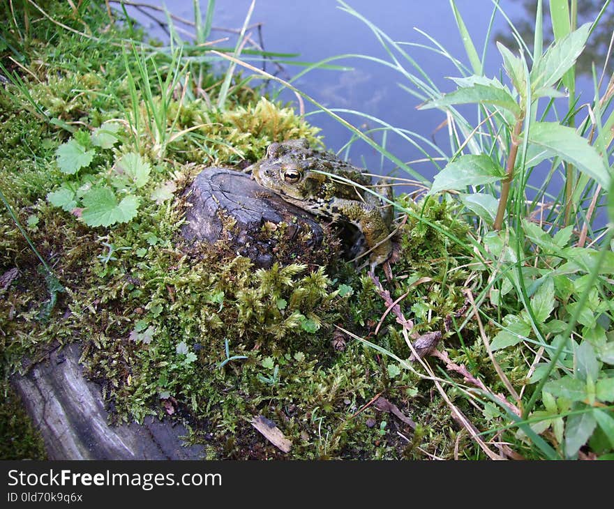 Plant, Grass, Herb, Non Vascular Land Plant