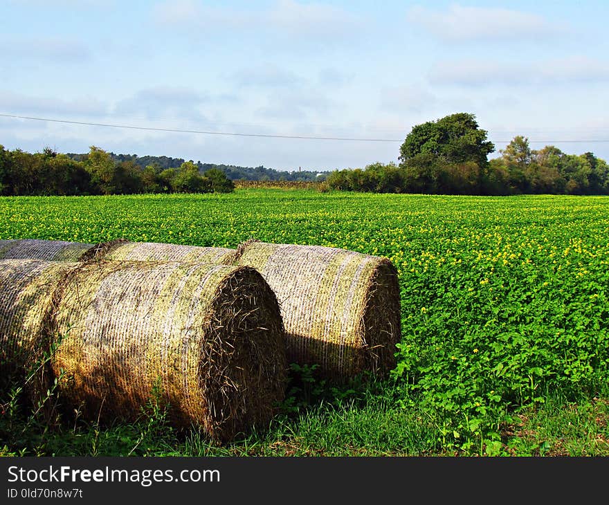 Field, Agriculture, Grass, Crop