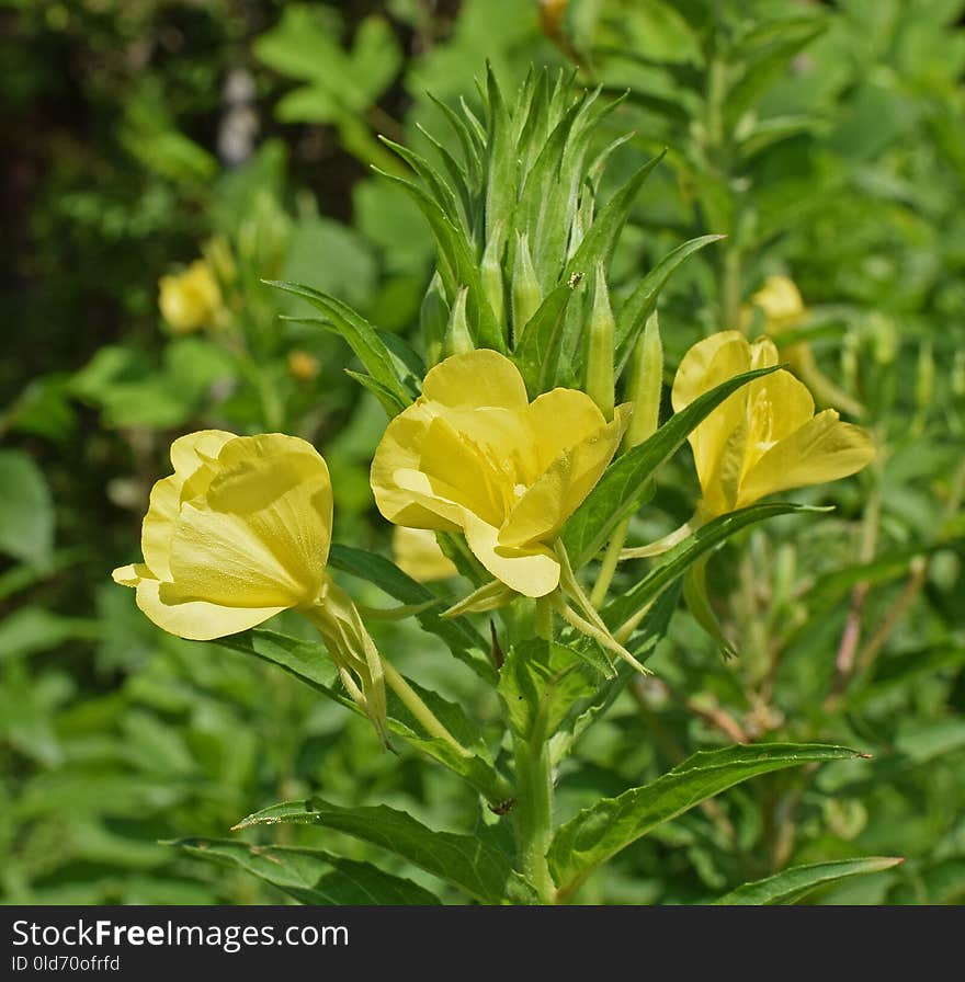 Flower, Plant, Evening Primrose, Large Flowered Evening Primrose