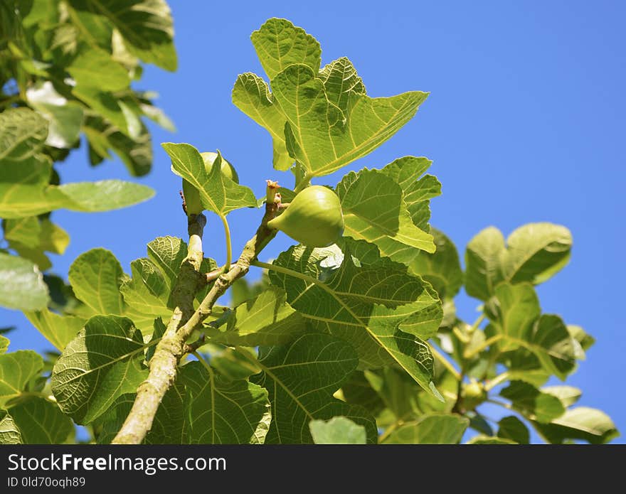 Leaf, Plant, Fruit Tree, Tree