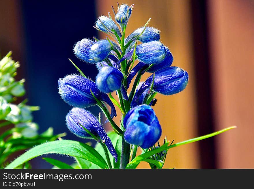 Plant, Flower, Flora, Purple