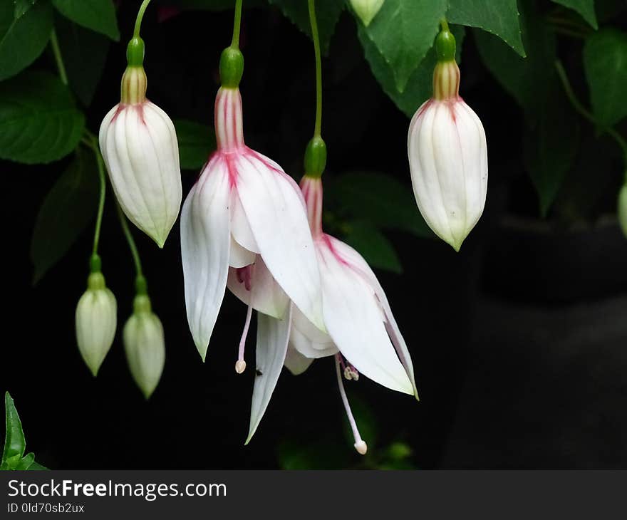 Flower, Plant, Flora, Fuchsia