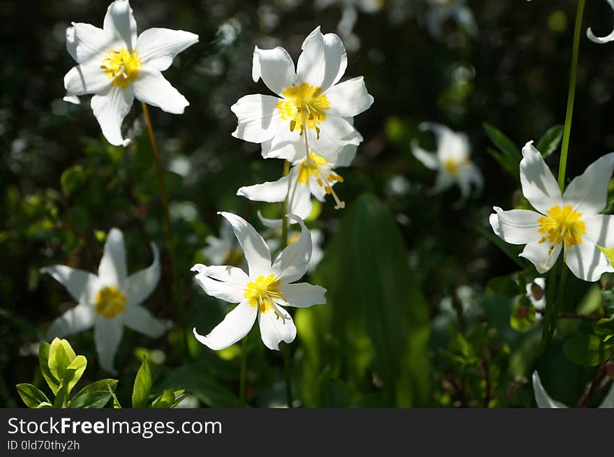 Flower, Plant, Flora, Flowering Plant