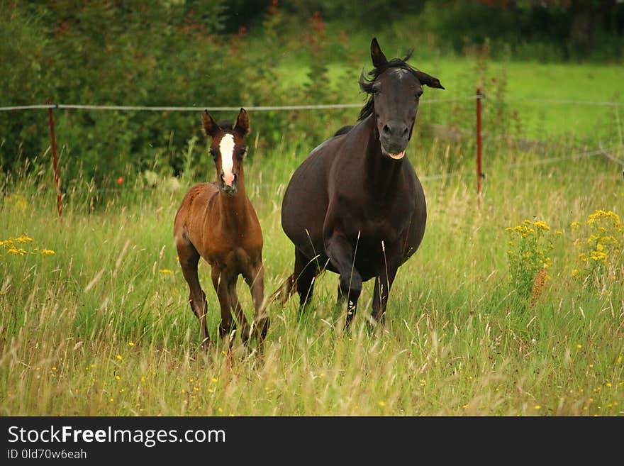 Horse, Pasture, Grassland, Foal