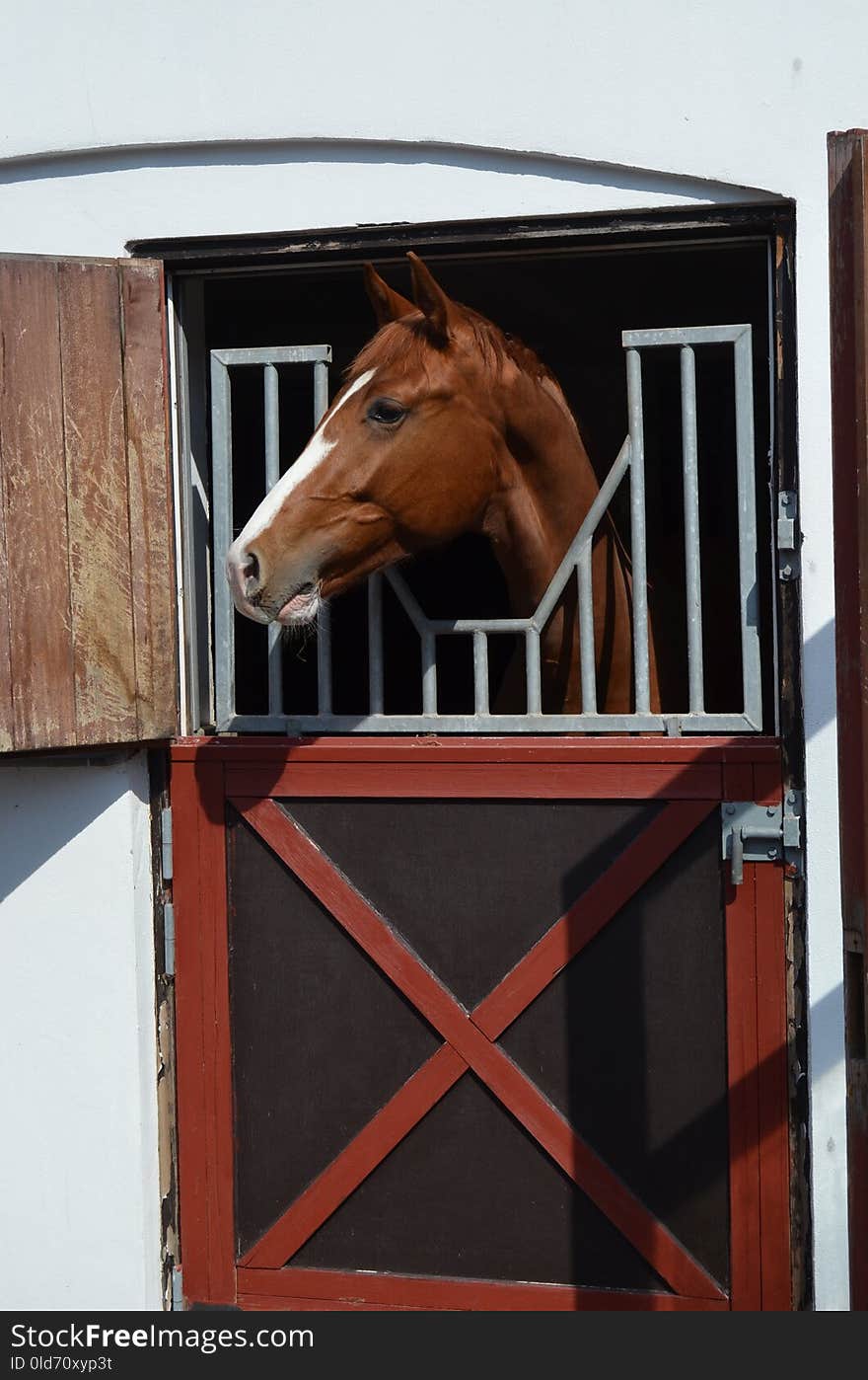 Bridle, Horse Tack, Horse, Door