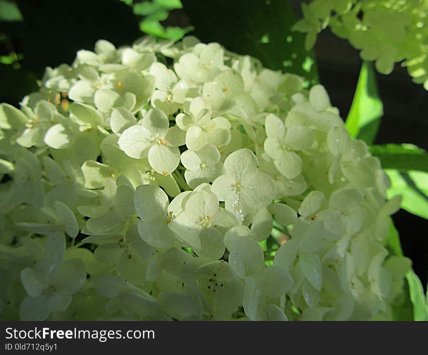 Flower, Hydrangea, Plant, Viburnum