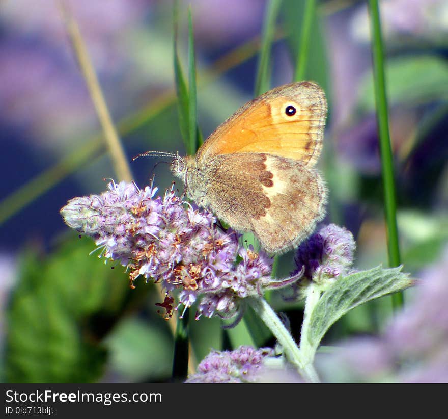 Butterfly, Insect, Moths And Butterflies, Brush Footed Butterfly