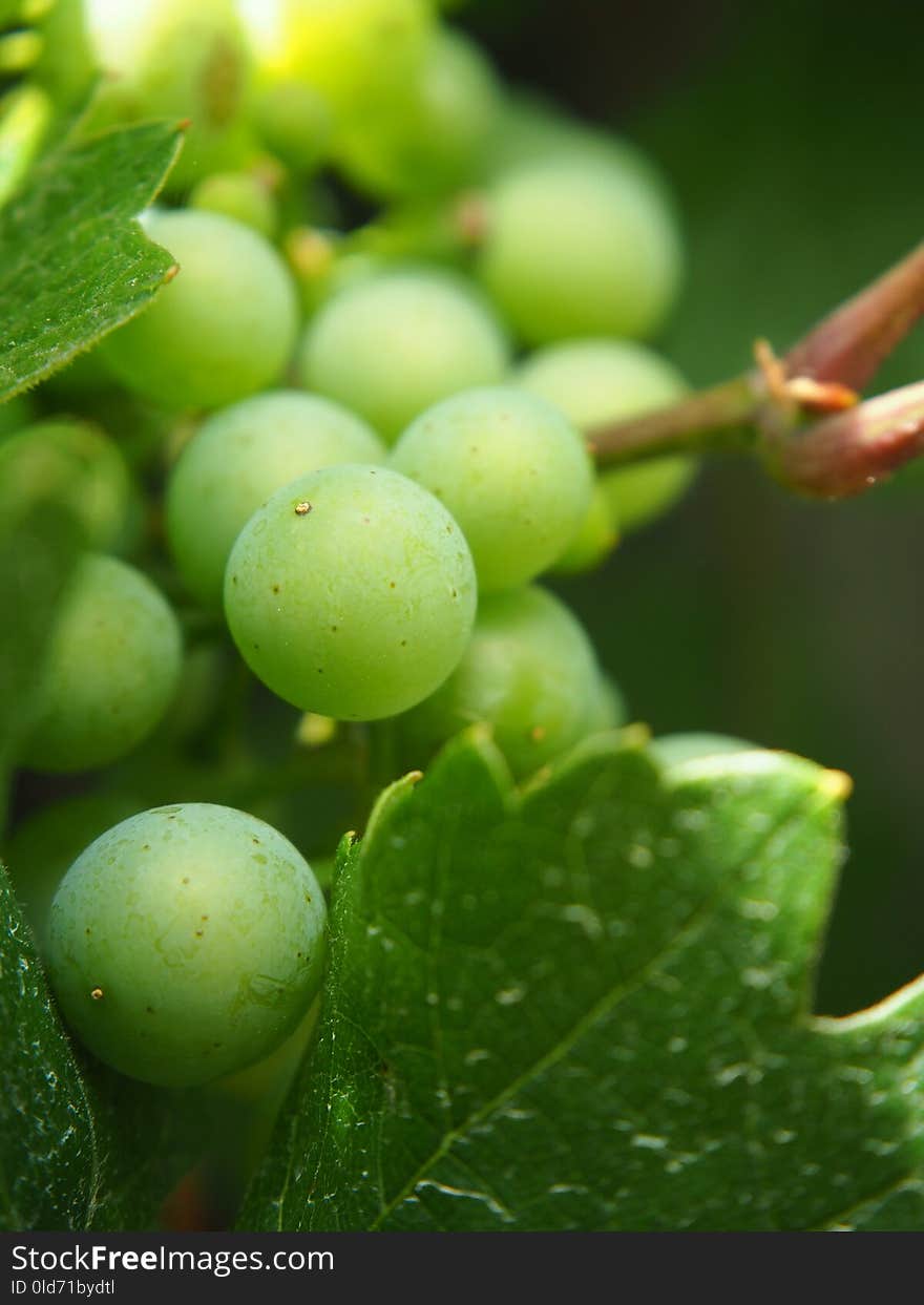 Grape, Green, Grapevine Family, Fruit