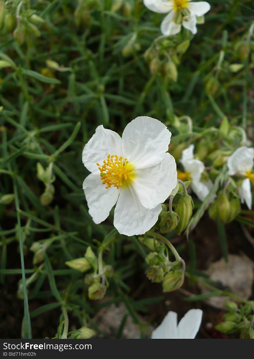 Flower, Flora, Plant, Evening Primrose