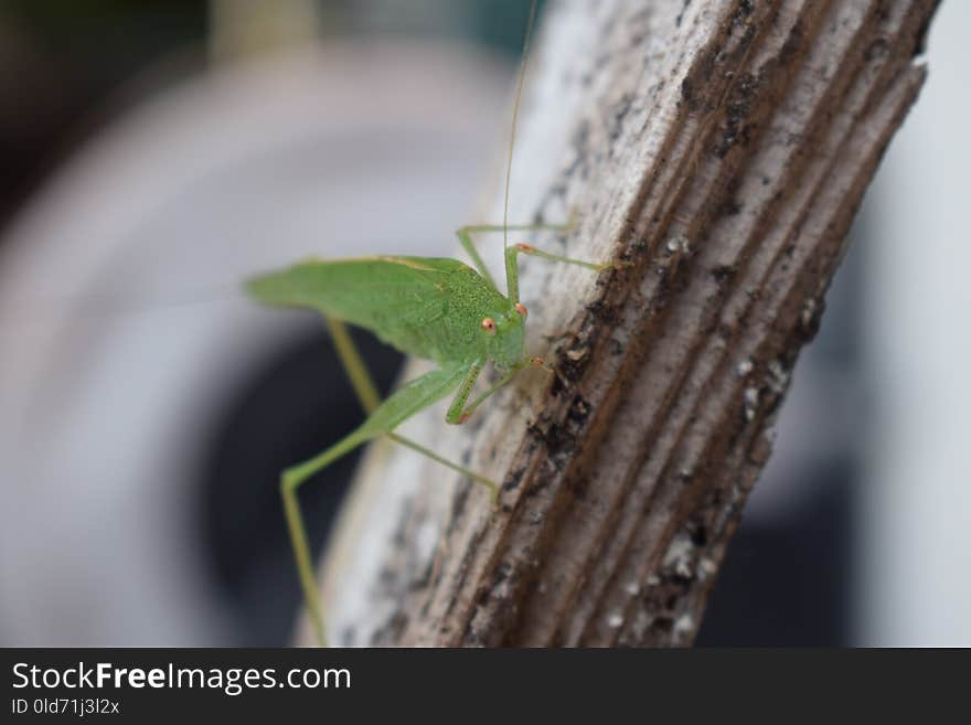 Insect, Macro Photography, Plant Stem, Close Up