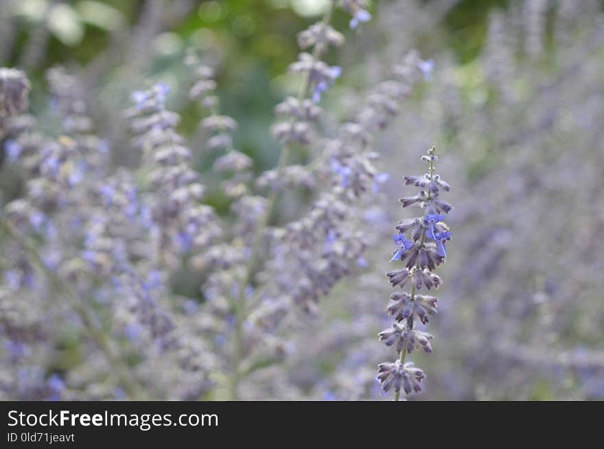 Plant, Lavender, English Lavender, Flower