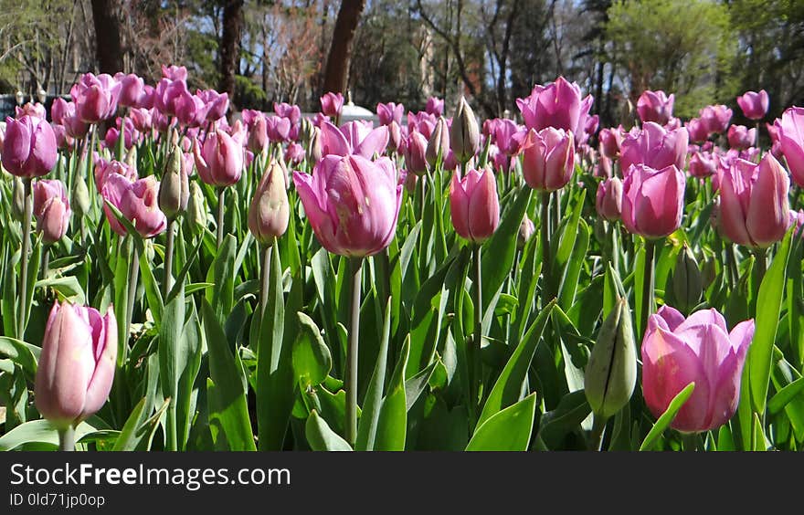 Flower, Plant, Tulip, Flowering Plant