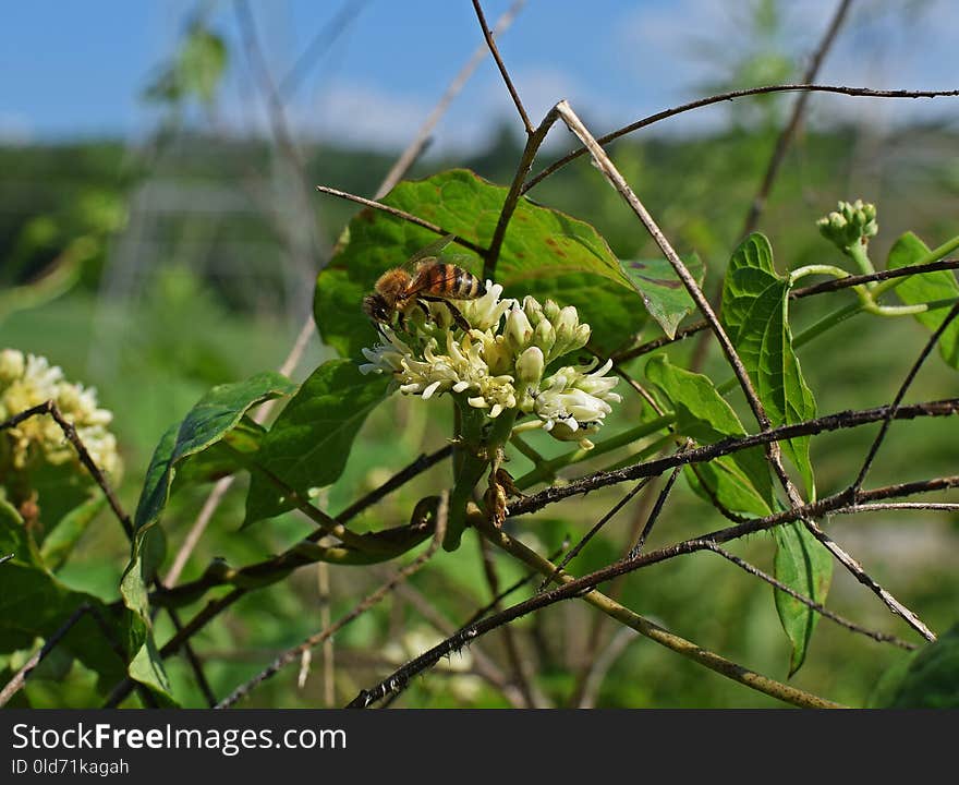 Flora, Insect, Membrane Winged Insect, Pollinator