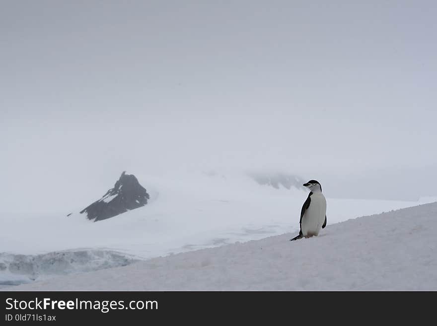 Flightless Bird, Nunatak, Bird, Penguin