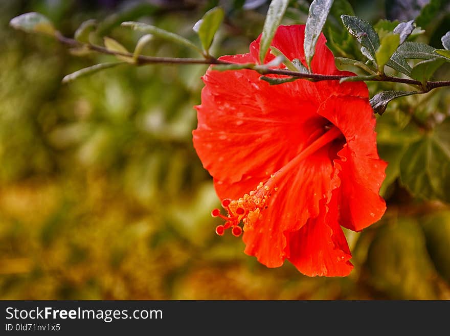 Flower, Flora, Vegetation, Plant