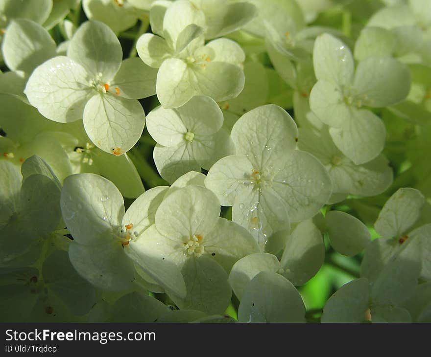 Flower, Plant, Viburnum, Spring