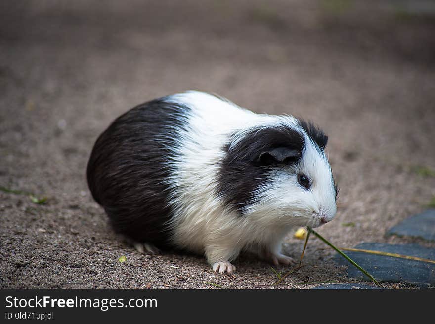 Fauna, Guinea Pig, Rodent, Snout