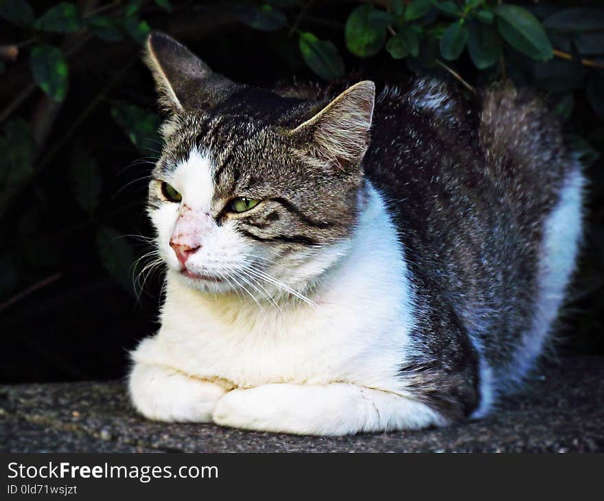 Cat, Whiskers, Fauna, Small To Medium Sized Cats