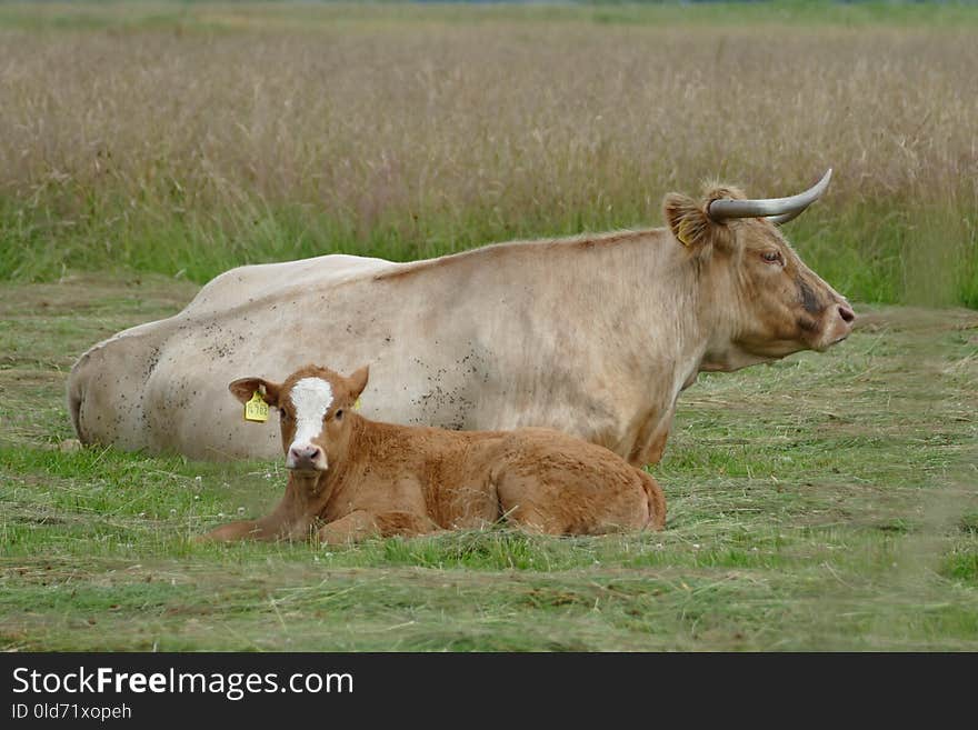 Cattle Like Mammal, Grassland, Pasture, Grazing