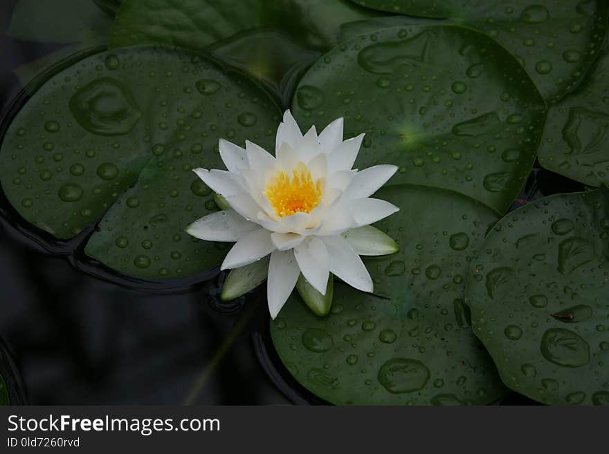 Flower, Green, Flora, Plant