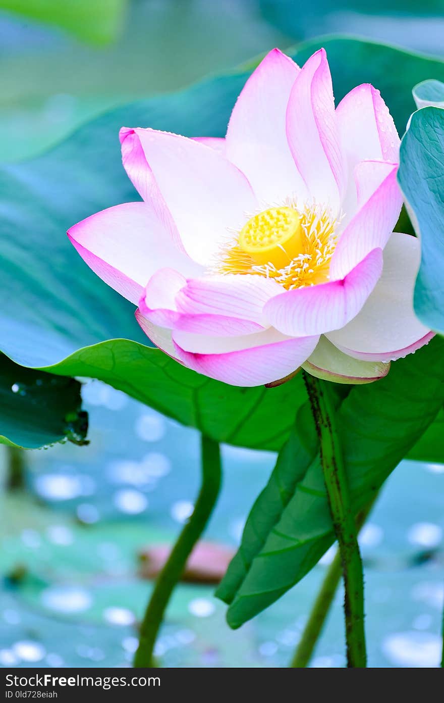 Flower, Lotus, Sacred Lotus, Aquatic Plant