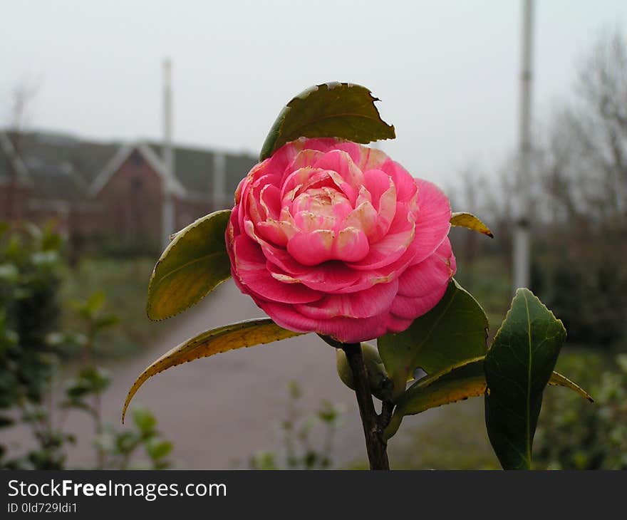 Flower, Plant, Pink, Rose Family