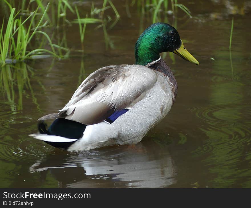 Bird, Duck, Mallard, Water Bird