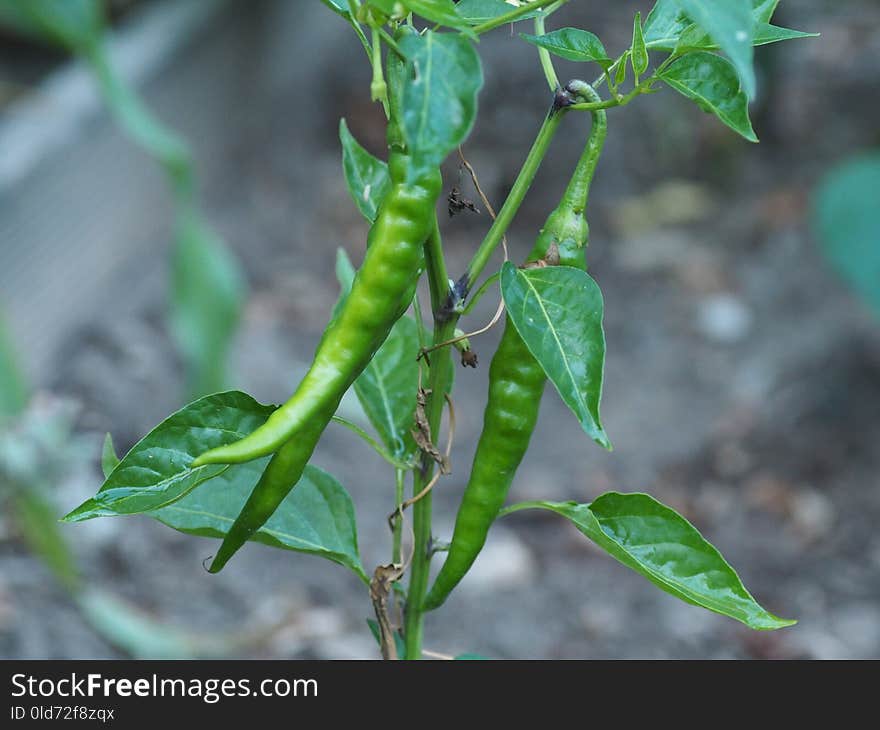 Leaf, Bird's Eye Chili, Plant, Plant Stem