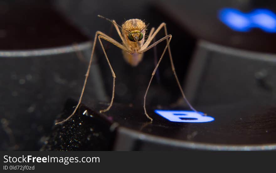 Insect, Macro Photography, Invertebrate, Organism