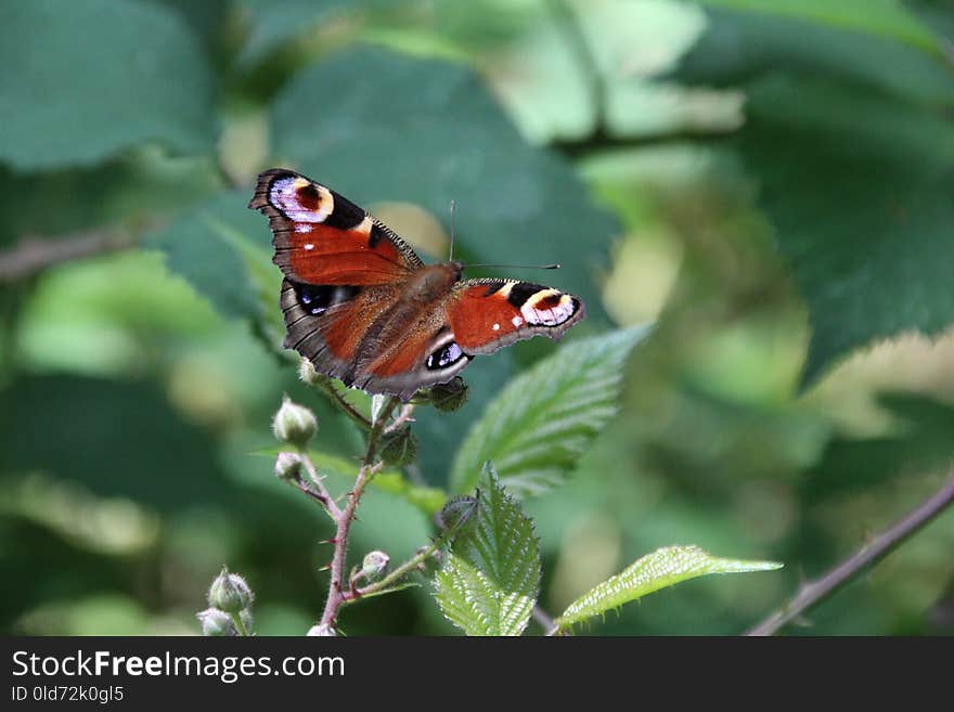 Butterfly, Insect, Moths And Butterflies, Brush Footed Butterfly