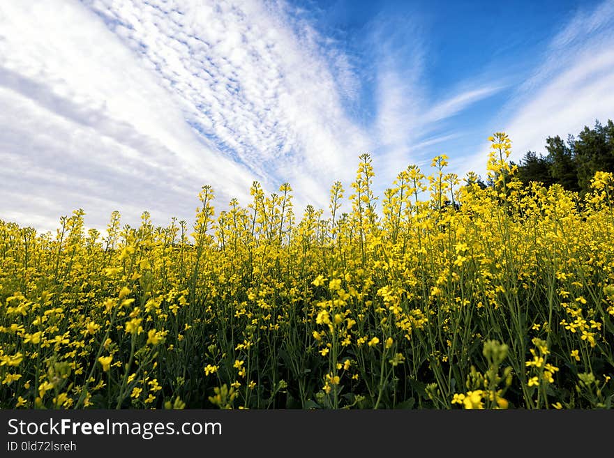 Rapeseed, Yellow, Canola, Field