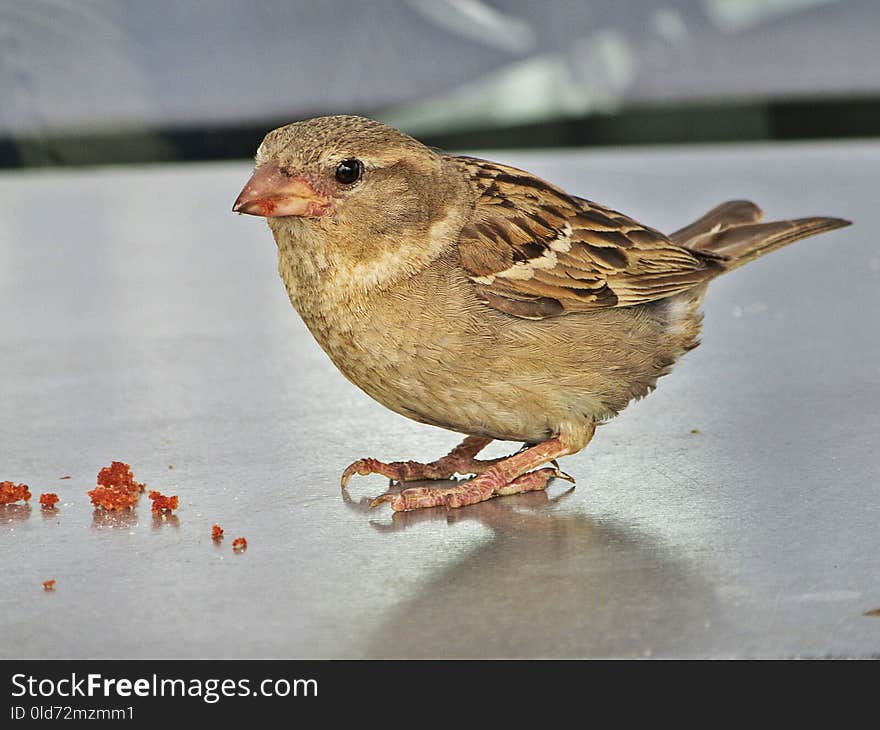 Bird, Sparrow, Fauna, Beak