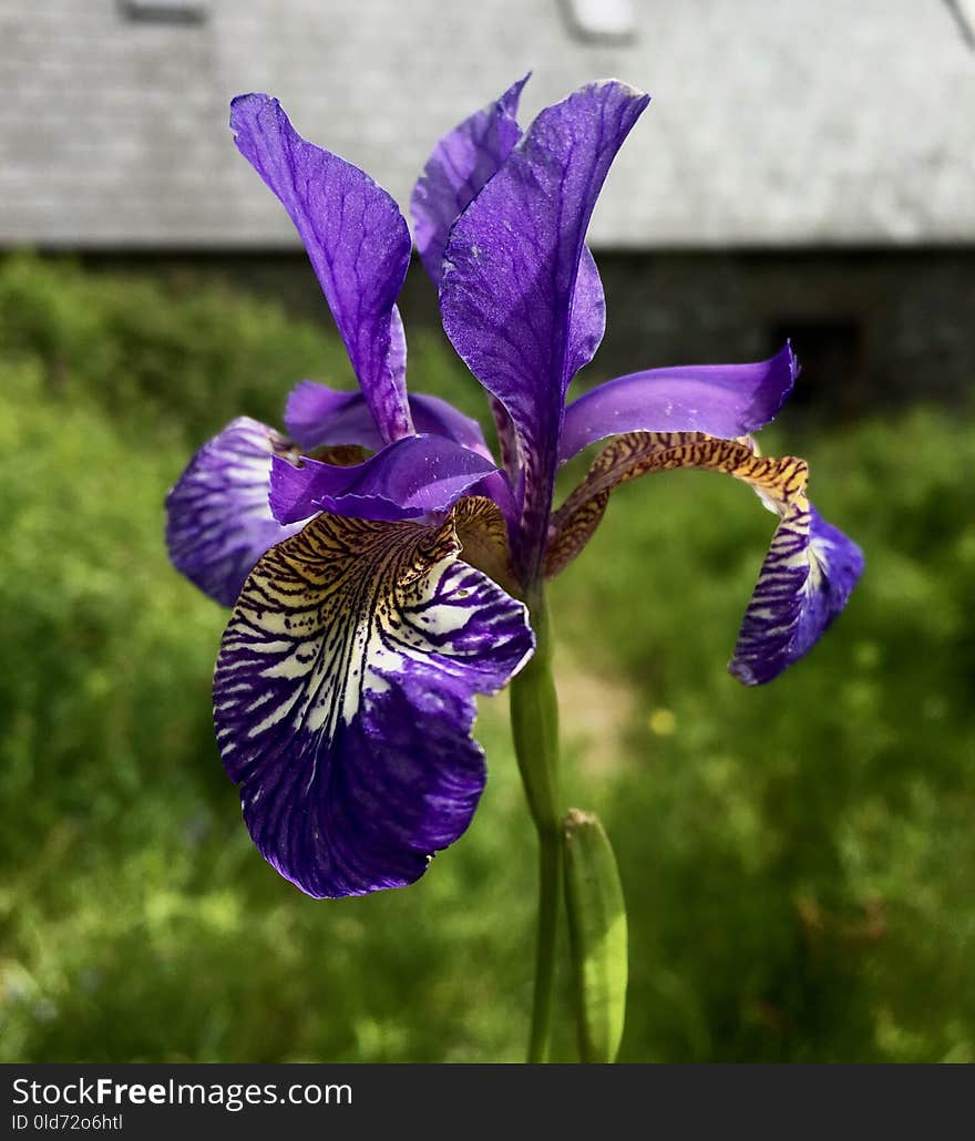 Flower, Plant, Flowering Plant, Iris Versicolor