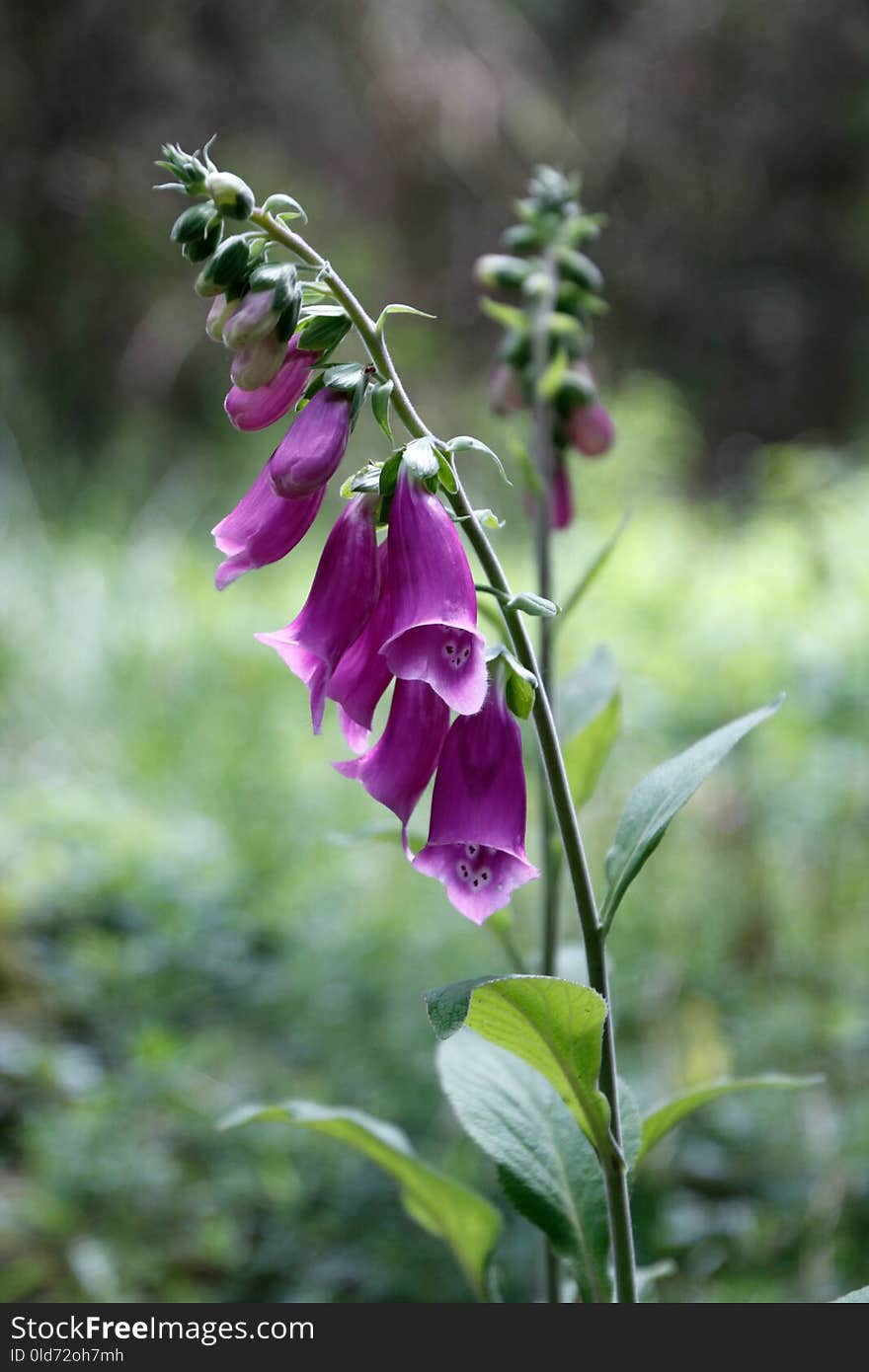 Flower, Plant, Flora, Digitalis