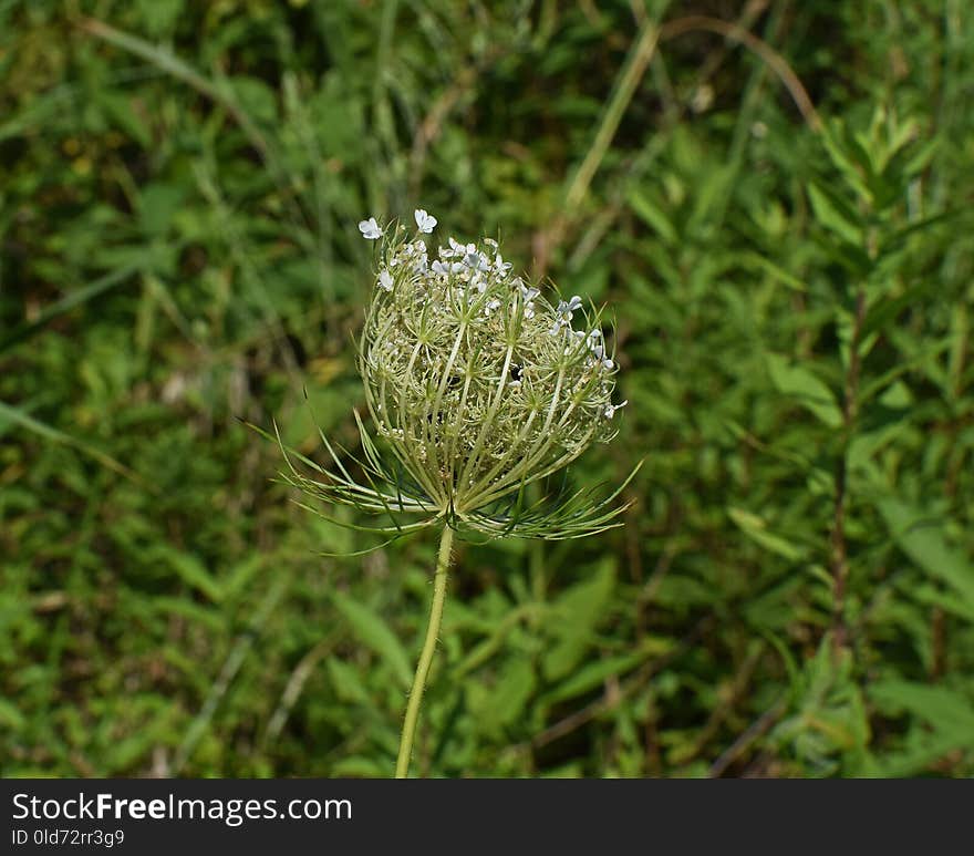 Flora, Plant, Grass, Parsley Family