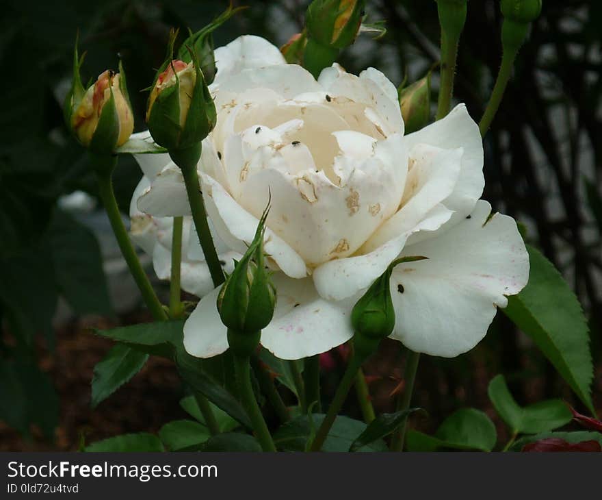 Flower, White, Plant, Rose Family