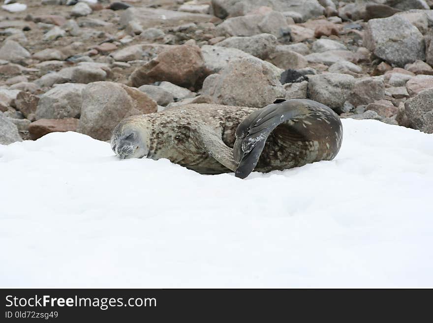 Harbor Seal, Seals, Fauna, Marine Mammal