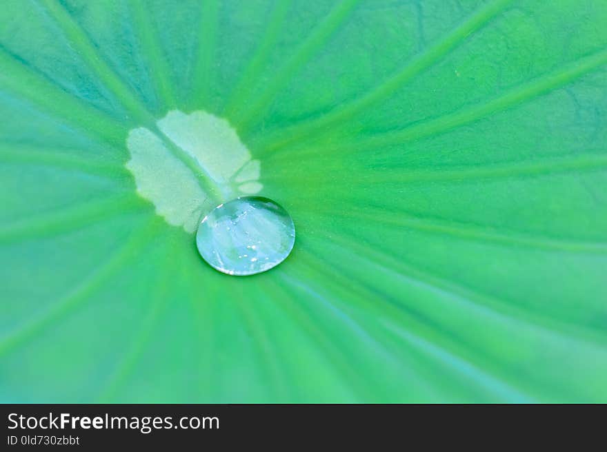 Green, Water, Leaf, Dew