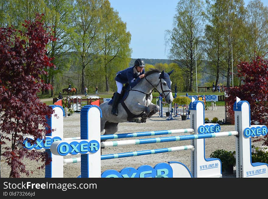 English Riding, Show Jumping, Horse, Equestrianism