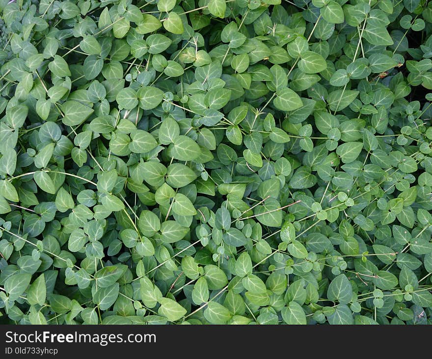 Plant, Leaf, Grass, Groundcover