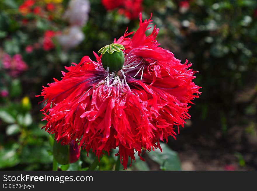 Flower, Red, Plant, Flora