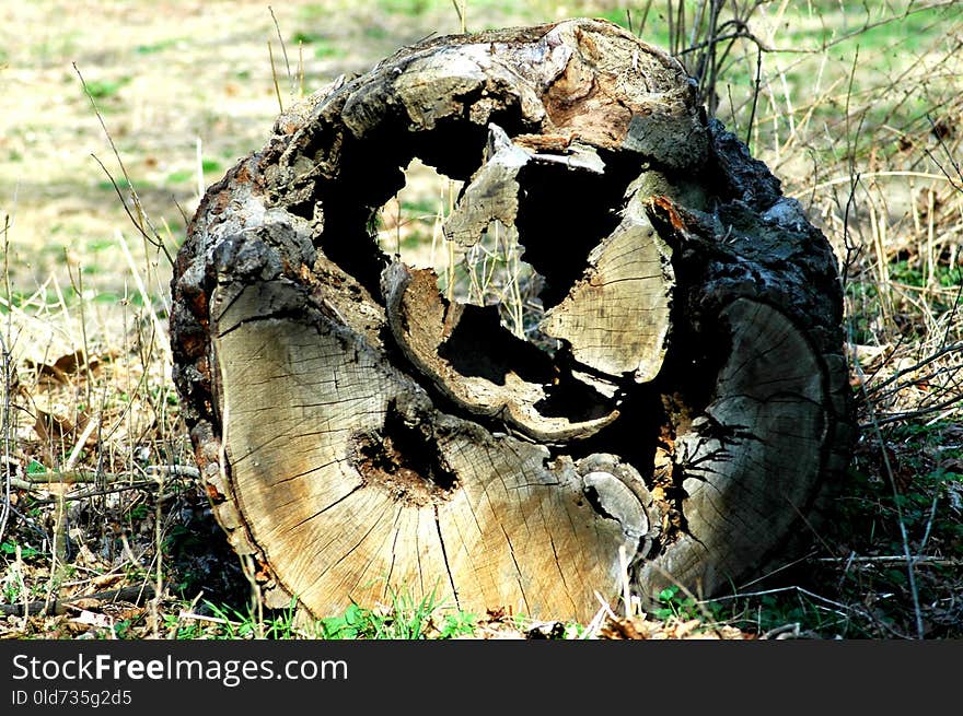 Grass, Tree, Plant, Trunk