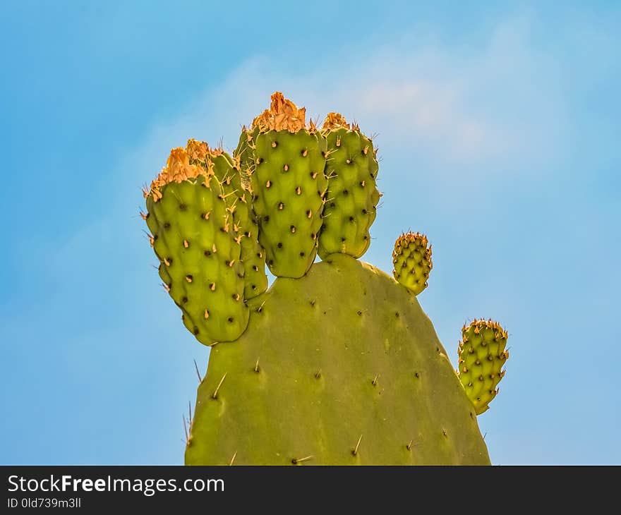 Barbary Fig, Nopal, Cactus, Prickly Pear