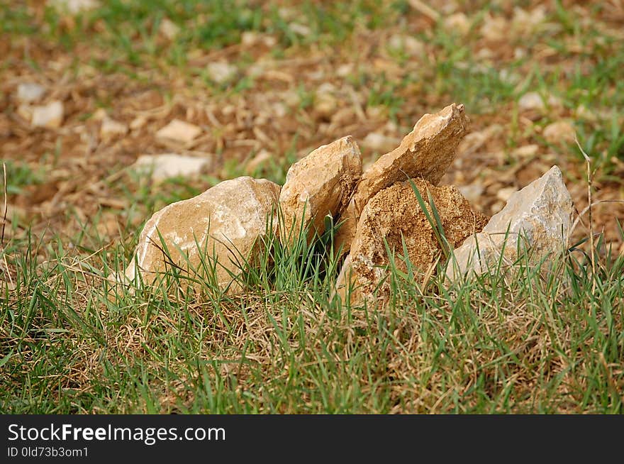 Grass, Ecosystem, Fauna, Grass Family