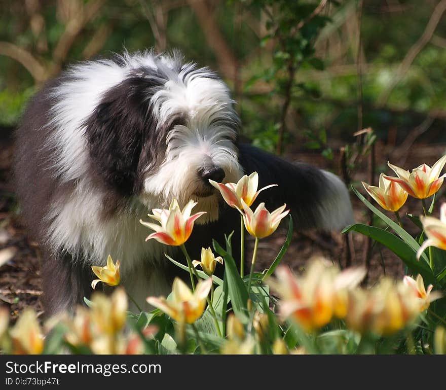 Dog Breed, Dog Like Mammal, Dog, Bearded Collie