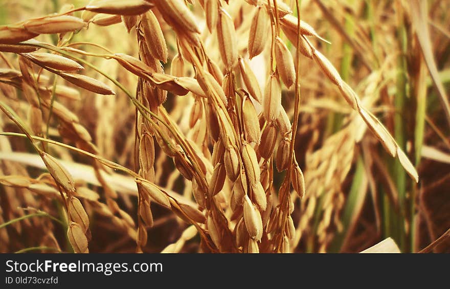 Food Grain, Wheat, Grass Family, Grain